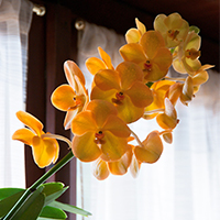 20150215Orchidee